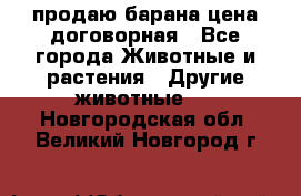 продаю барана цена договорная - Все города Животные и растения » Другие животные   . Новгородская обл.,Великий Новгород г.